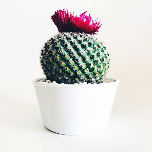 Espinas & Arena — Cactus y suculentas