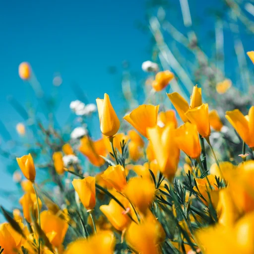 Vivero La Magnolia — Flores y plantas